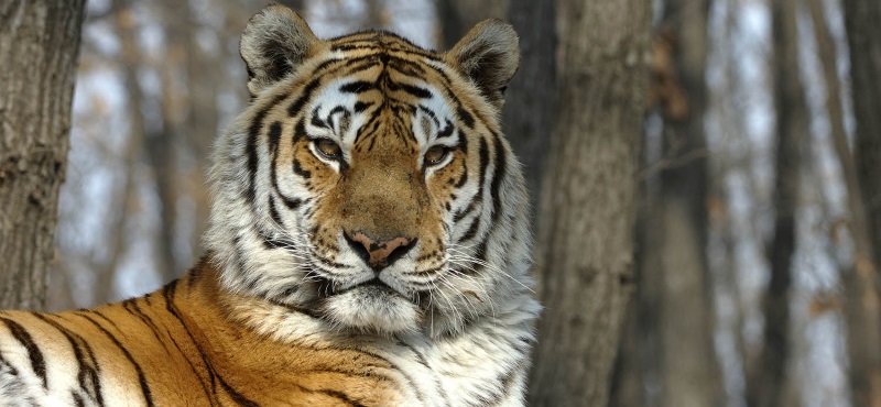 Внесите свой вклад в спасение амурских тигров